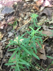 Galium uniflorum
