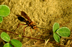 Sphex sericeus