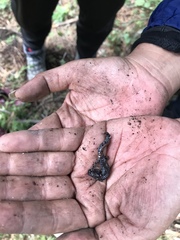 Pseudoeurycea leprosa