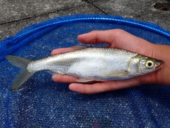 Hemiculter leucisculus