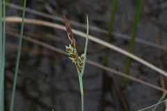 Carex livida