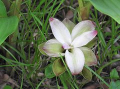 Curcuma phaeocaulis