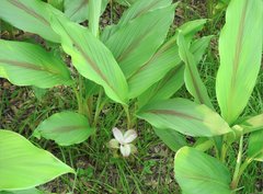 Curcuma phaeocaulis
