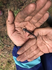 Pseudoeurycea leprosa