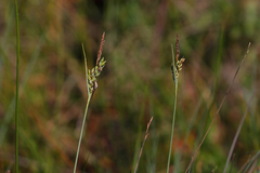 Carex livida