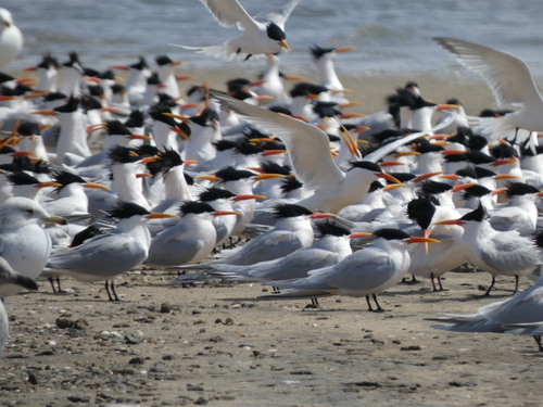 Sierlijke stern (Thalasseus elegans)