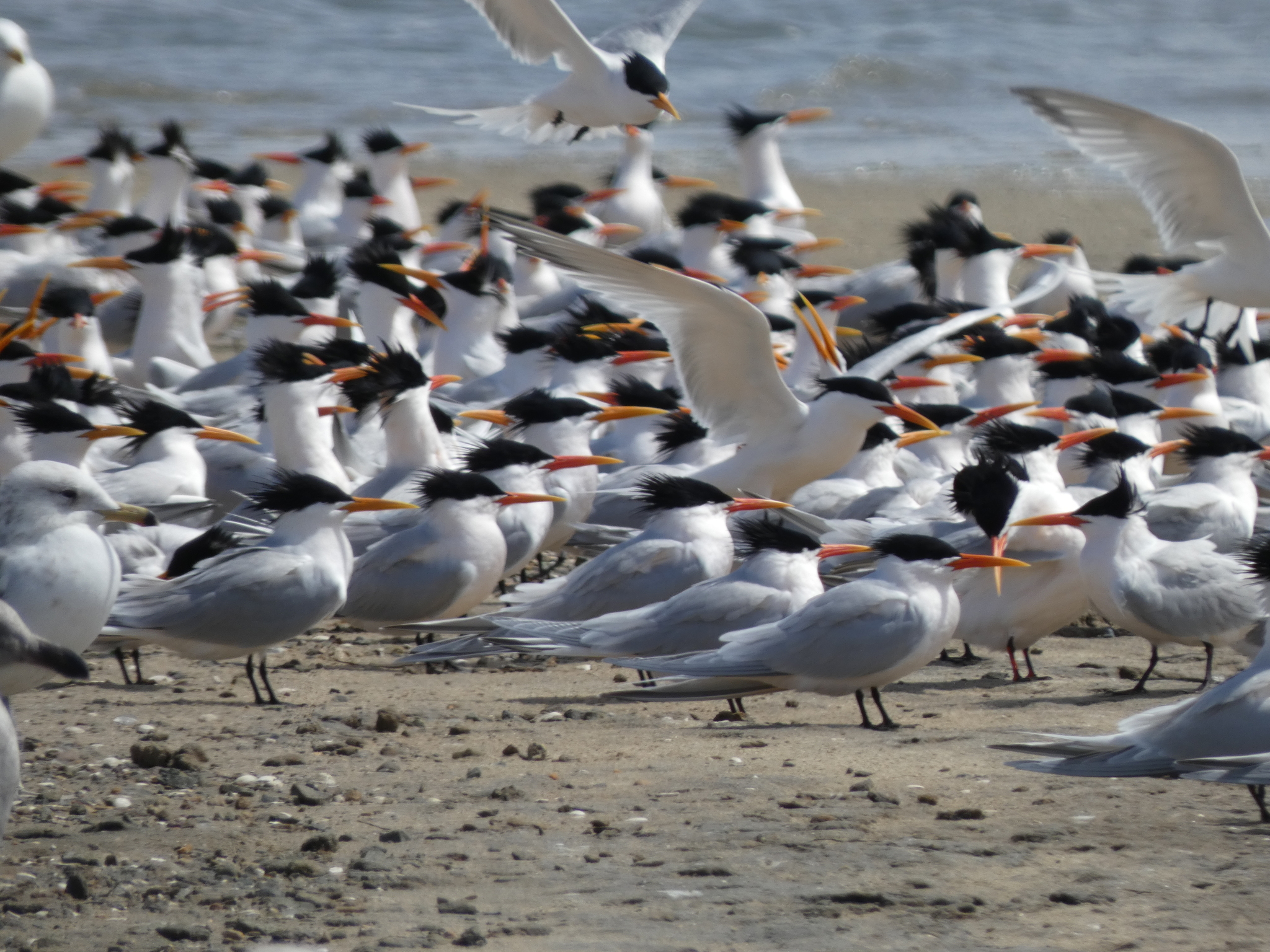 Elegant Tern illustration