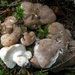 Sheep Polypore - Photo (c) Bernypisa, some rights reserved (CC BY-SA)