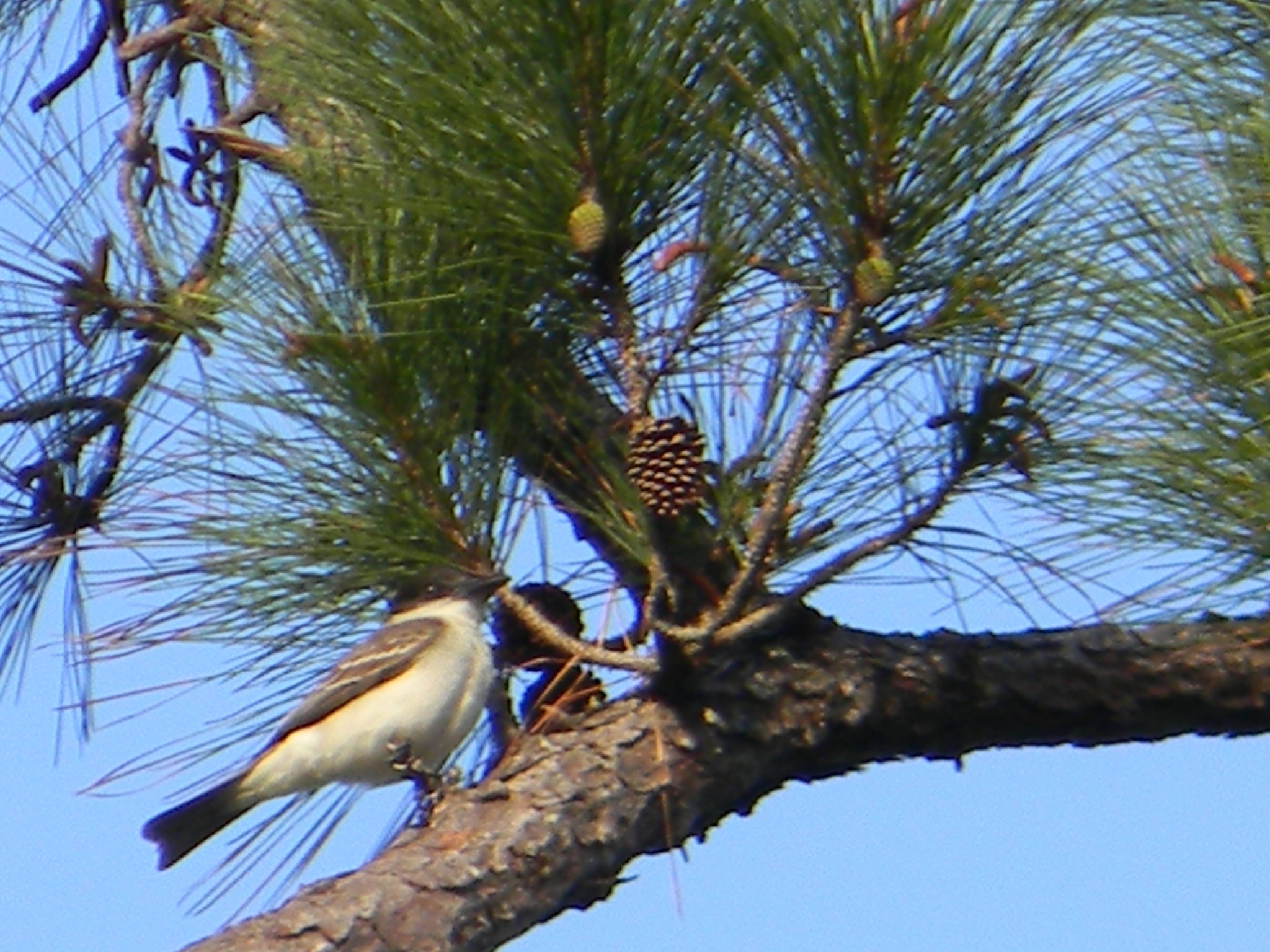 Giant Kingbird (Tyrannus cubensis), photo 1