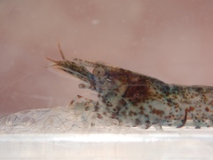 Neocaridina