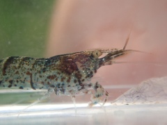 Neocaridina