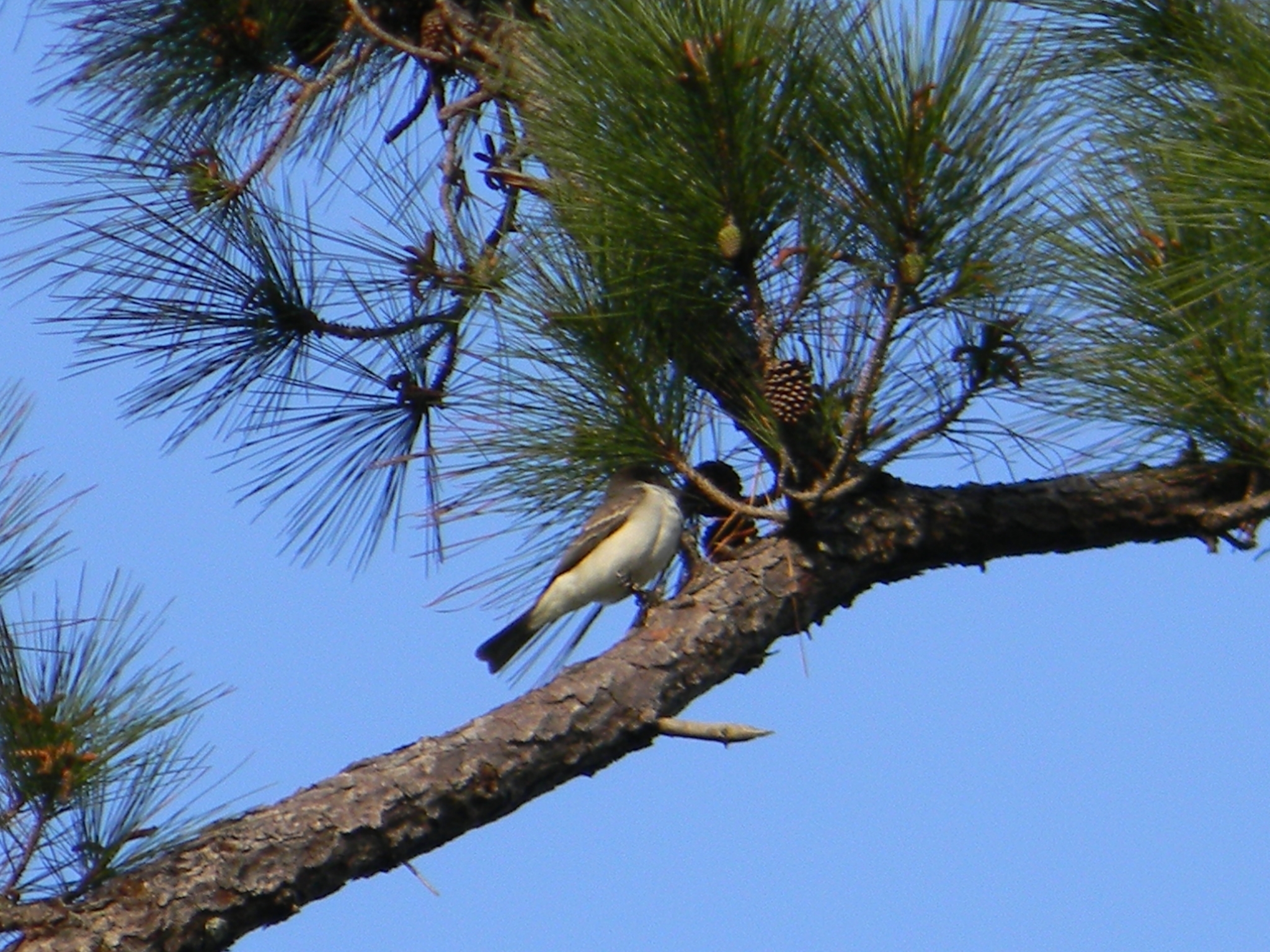 Giant Kingbird (Tyrannus cubensis), photo 2