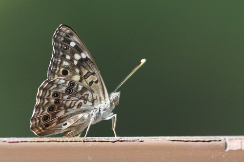 Hackberry emperor