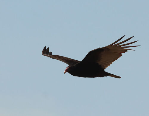 Turkey Vulture photographed in Arkansas