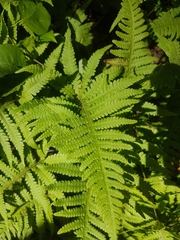 Phegopteris