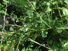 Baptisia tinctoria