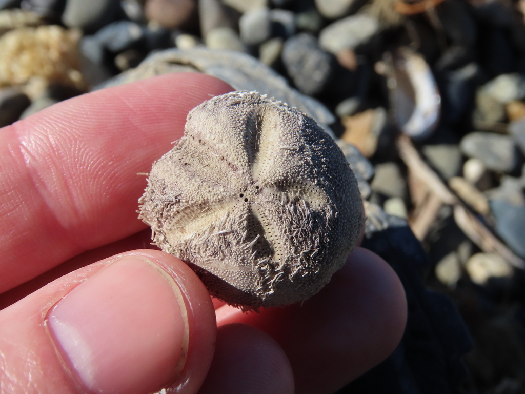 Abatus cavernosus