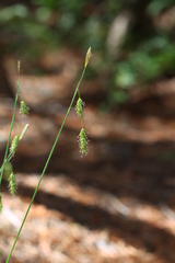 Carex castanea
