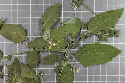 Solanum lignescens