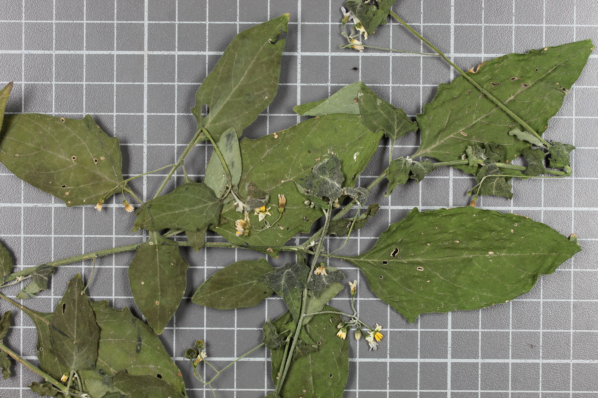 Solanum lignescens