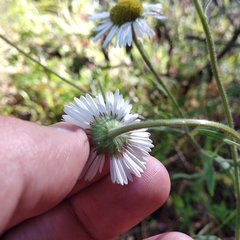 Erigeron galeottii
