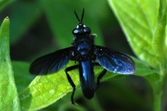 Penthosia satanica