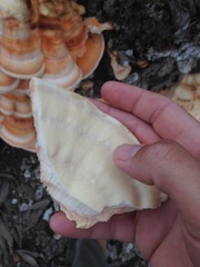 Laetiporus gilbertsonii
