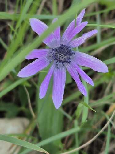 Broad-leaved anemone