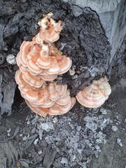 Laetiporus gilbertsonii