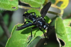 Penthosia satanica