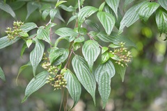 Cornus excelsa