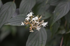 Cornus excelsa