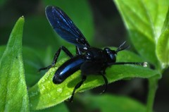 Penthosia satanica