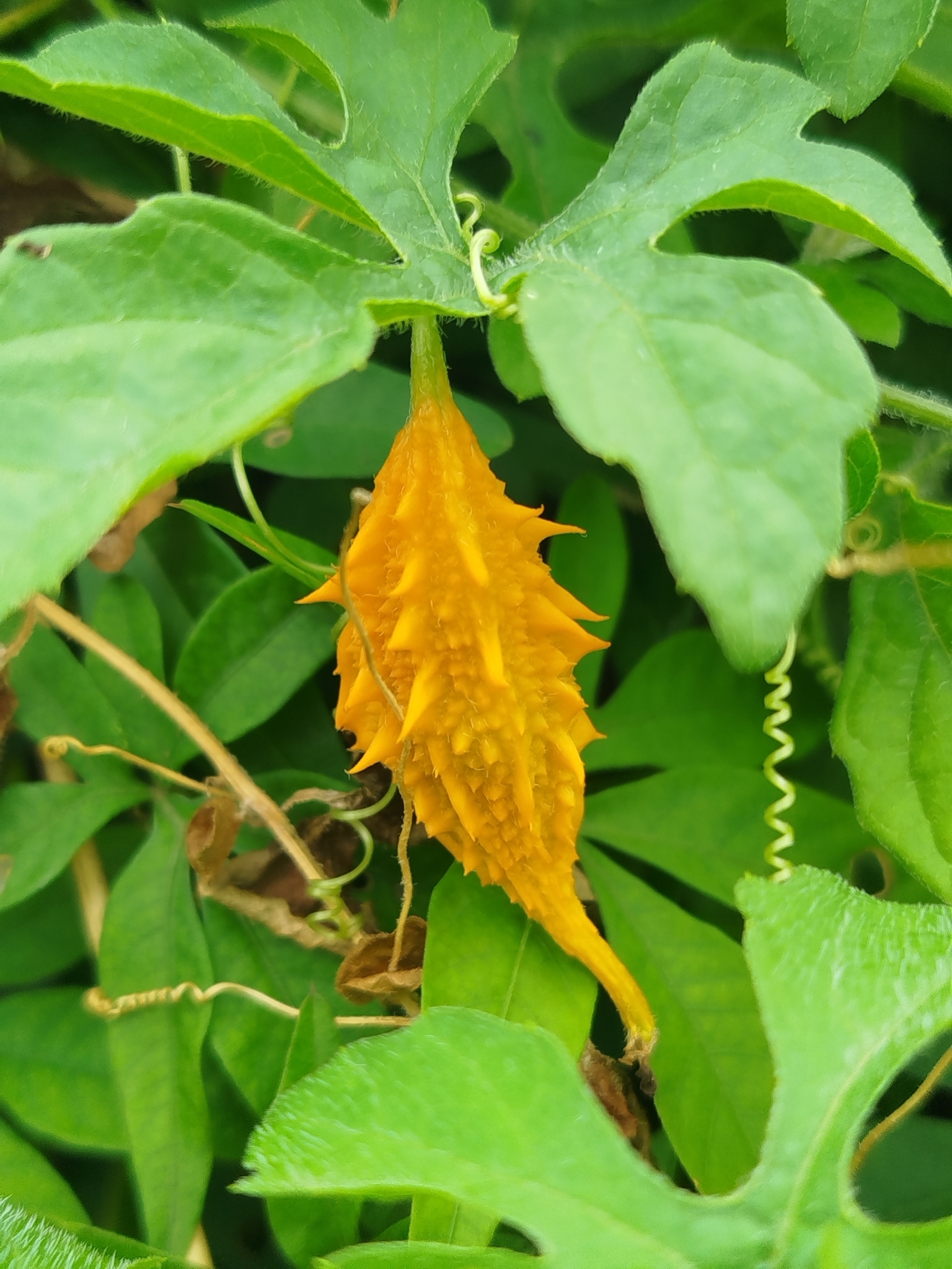 Momordica charantia