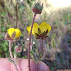 Potentilla ranunculoides