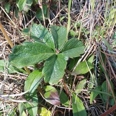 Potentilla ranunculoides