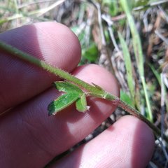 Potentilla ranunculoides