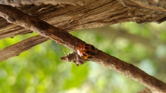 Plagiodera semivittata