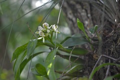 Prosthechea radiata