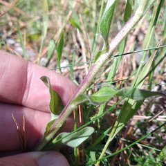 Osbertia stolonifera
