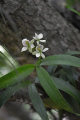 Prosthechea radiata