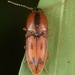 Aeolus - Photo (c) skitterbug, algunos derechos reservados (CC BY), uploaded by skitterbug