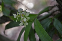 Prosthechea radiata