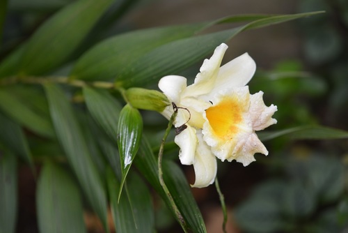 Sobralia xantholeuca, photograph 6