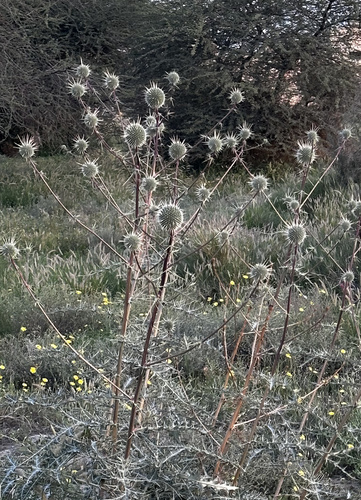 Echinops polyceras