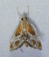 Glaphyriinae