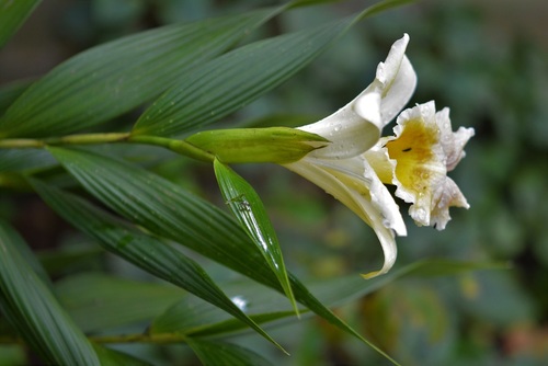 Sobralia xantholeuca, photograph 5