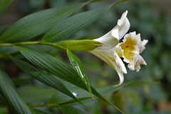 Sobralia xantholeuca