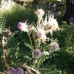 Cirsium nivale