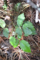 Rubus adenotrichos